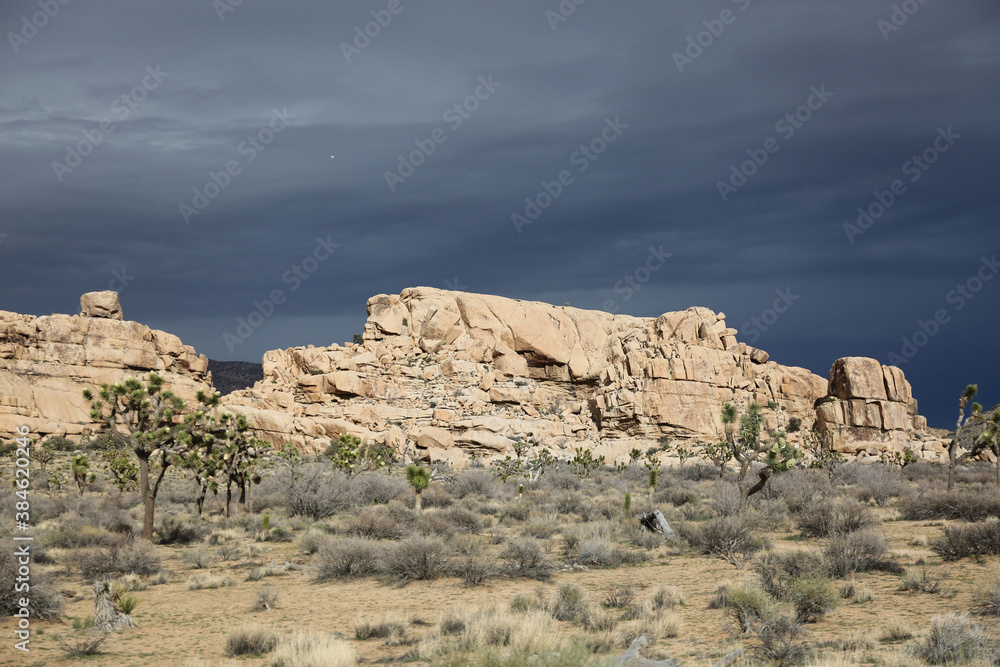 Fototapeta premium Plantes , rochers et paysages du désert de Joshua Tree
