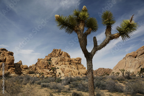 Plantes , rochers et paysages du désert de Joshua Tree