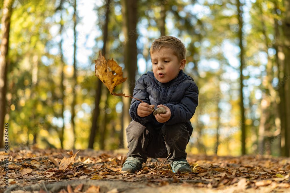 cute little caucasian boy sitting on the ground covered with yellow fallen leaves in autumn park, holding an oak leaf in hands. Image with selective focus cute little caucasian boy sitting on the ground covered with yellow fallen leaves in autumn park, holding an oak leaf in hands. Image with selective focus