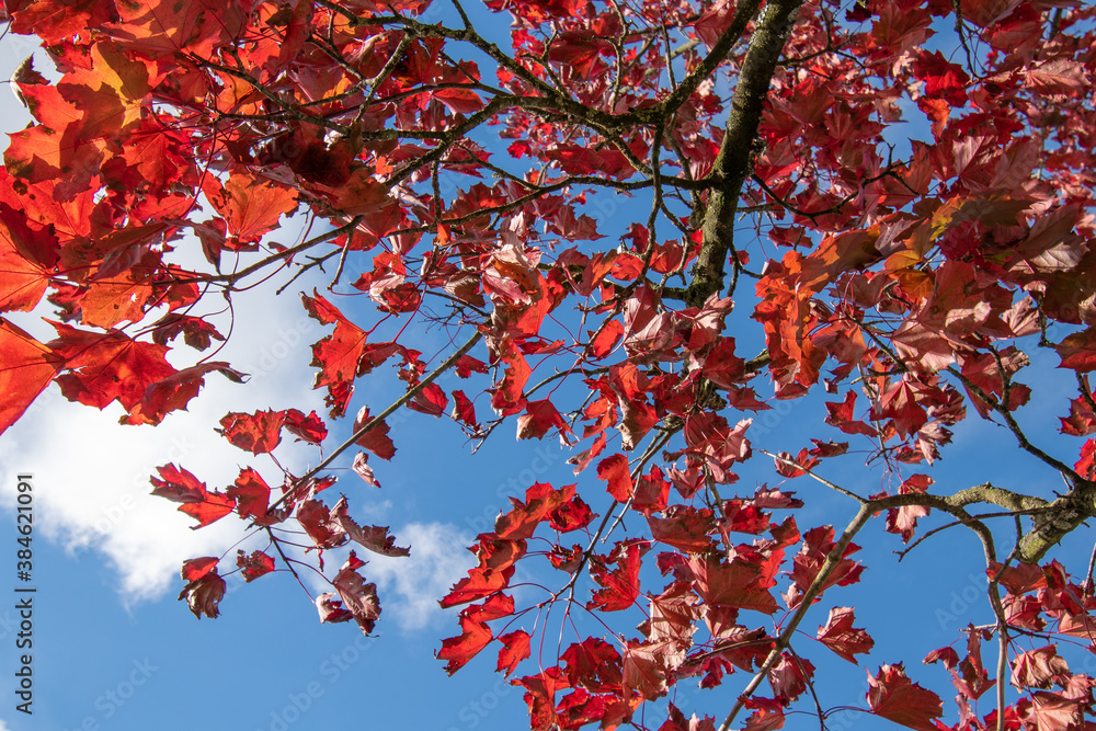 Red autumn leaves on the grass background image which can be used as a background Red autumn leaves on the grass background image which can be used as a background
