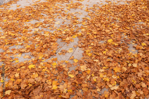 Red autumn leaves on cocreet paving , image which can be used as a background photo