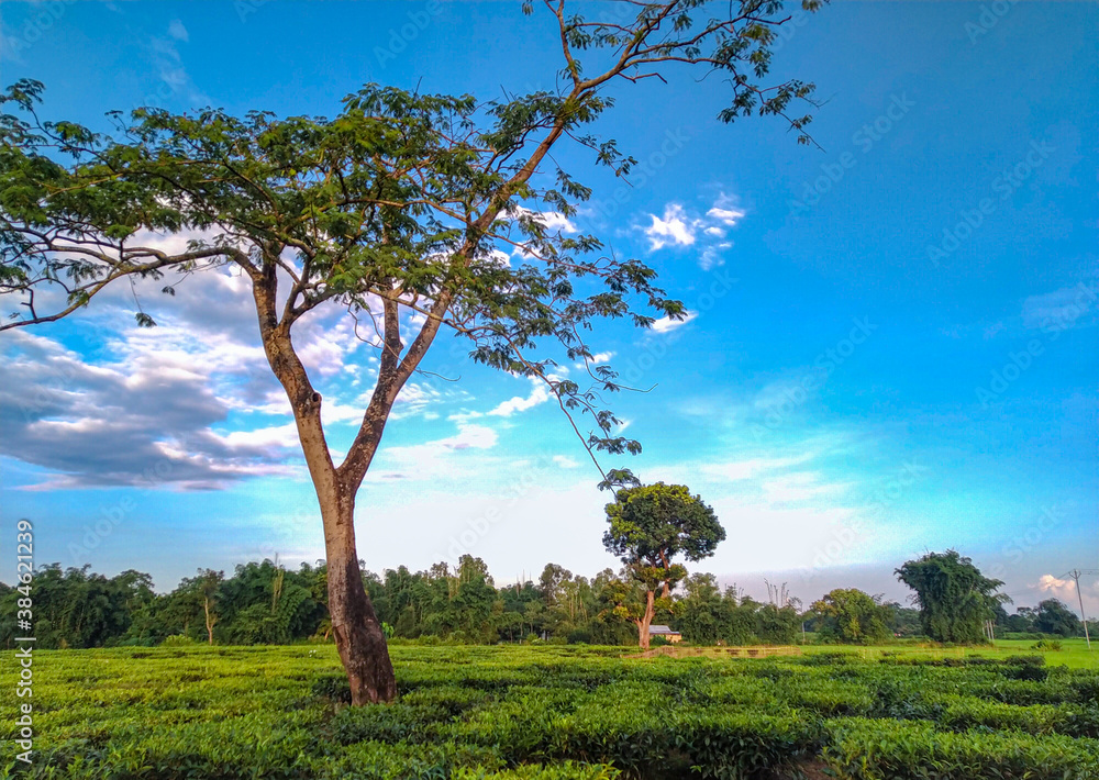 Obraz premium Good Morning With a Big tree in Tea garden