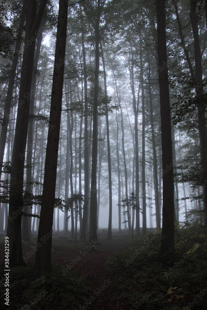 Obraz premium Lisière de forêt dans la brume matinale