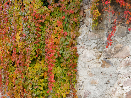 (Parthenocissus quinquefolia) Laubblättern in Herbstfärbung von Selbstkletternde Jungfernrebe, entlang eine Steinmauer dekorieren von errötendes Laub und schwarzen Beeren
