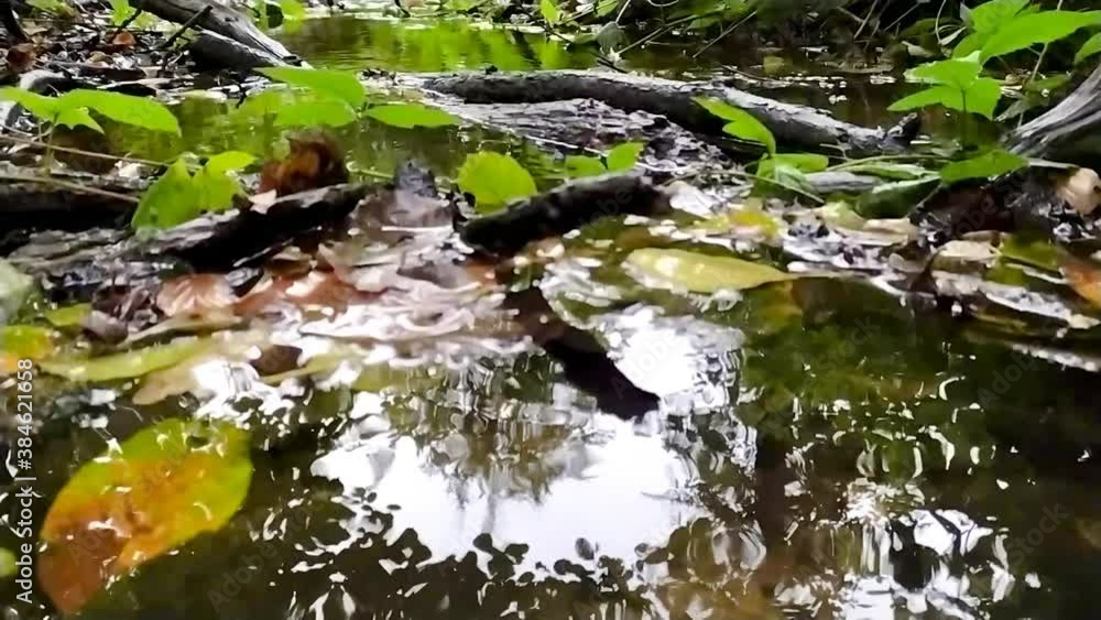 Calm floating water in little creek through green forest jungle shows silky ripples of clear water refreshing and relaxing on hiking tours through idyllic nature and tourism in healthy environment Calm floating water in little creek through green forest jungle shows silky ripples of clear water refreshing and relaxing on hiking tours through idyllic nature and tourism in healthy environment
