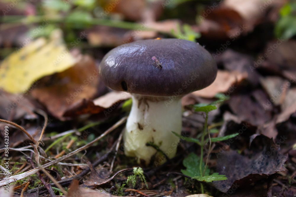 mushroom with leaves in the forest mushroom with leaves in the forest