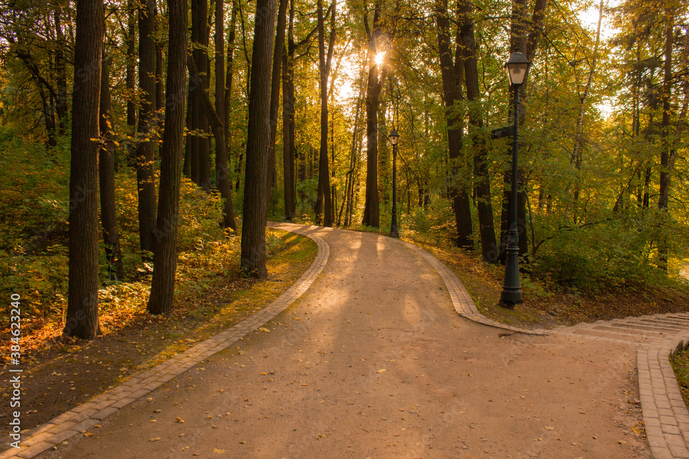 Naklejka premium summer trees and a road in the rays of the setting sun