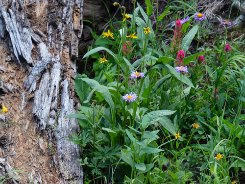 McCullough Gulch Wildflowers 3 photo