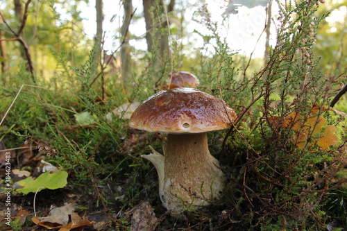 a beautiful cep - boletus edulis - in a coniferous forest at a sunny day in autumn