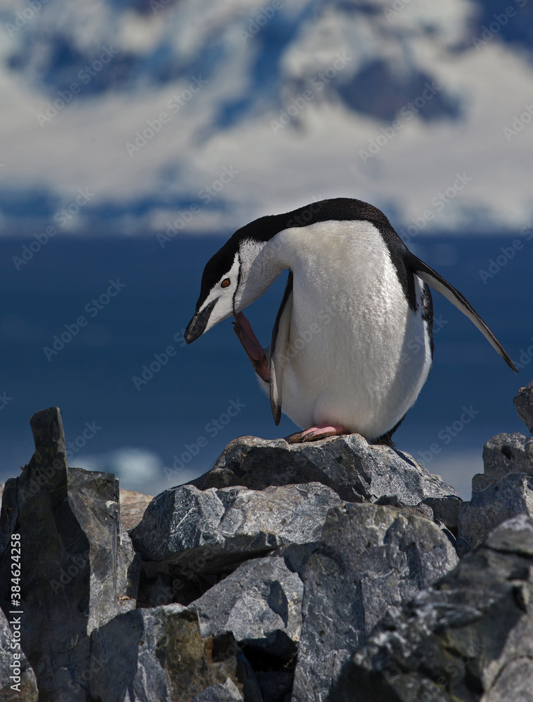 Fototapeta premium Chinstrap Penguin wilderness yoga