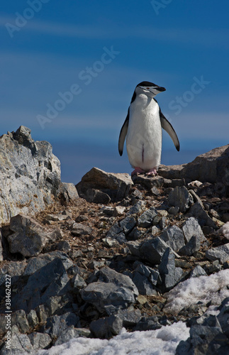 Chinstrap  Penguin on the lookout