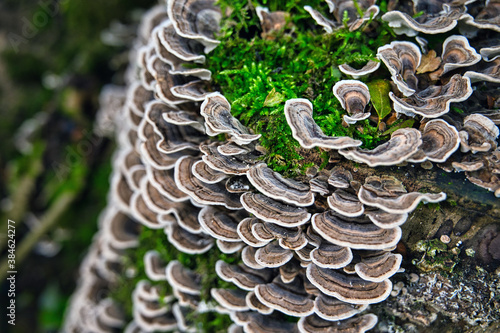 Coriolus Mushroom _05