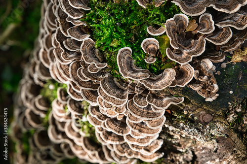 Coriolus Mushroom _03