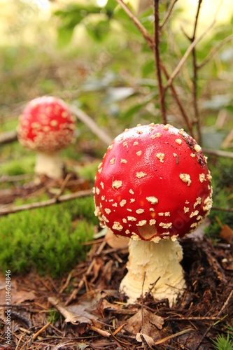 two beautiful little red fly agaric mushrooms with green moss and brown leaves in the forest at a sunny day in autumn