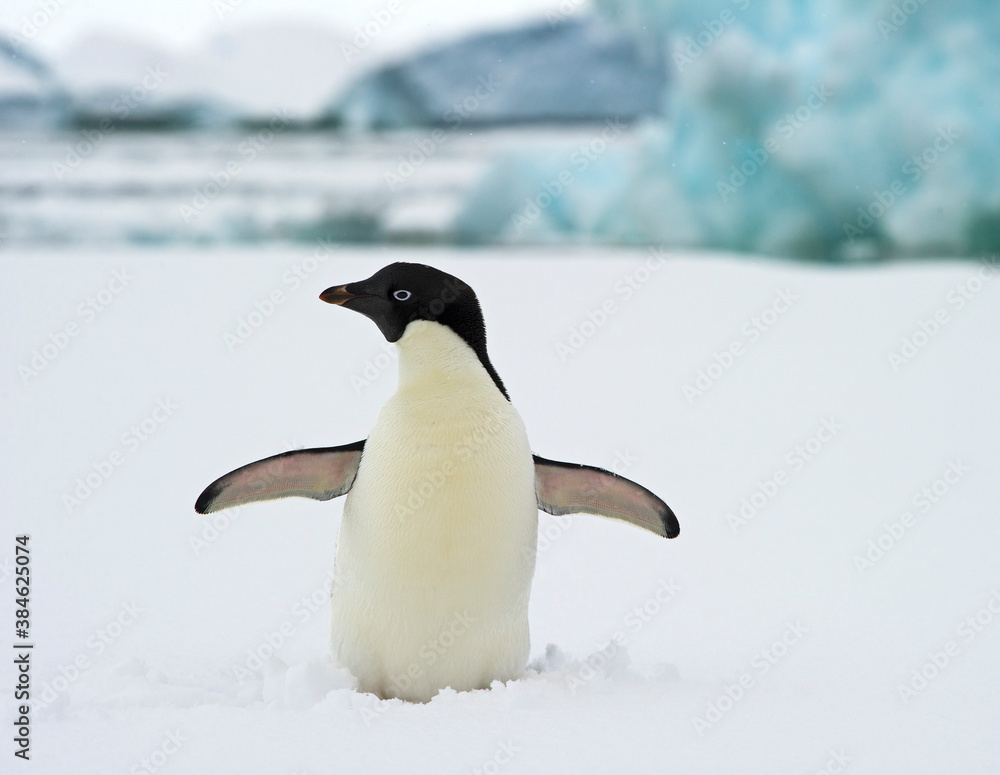 Fototapeta premium Lone Adelie Penguin on the snow