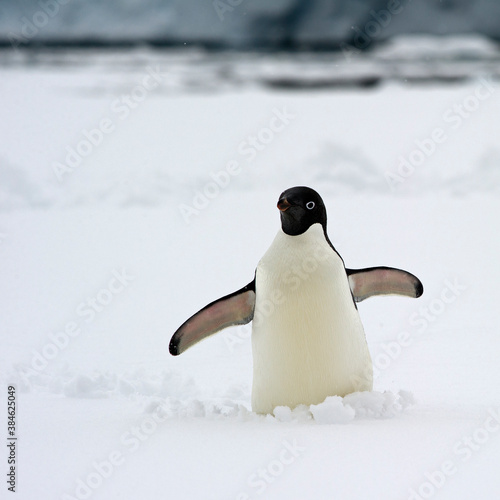 Adelie Penguin with flaps wide open