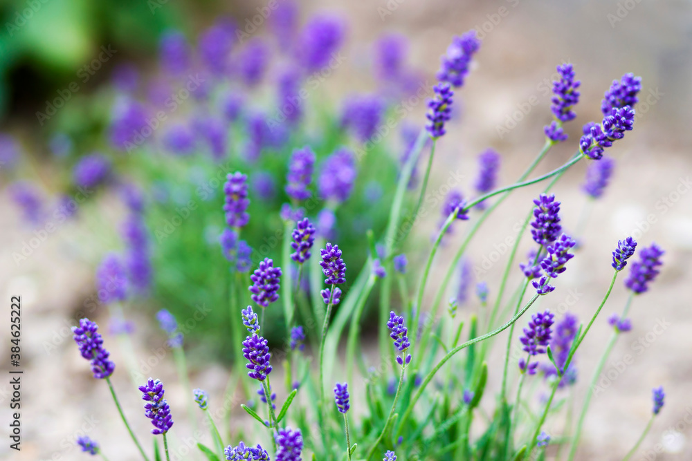 Obraz premium lavender flowers in a garden