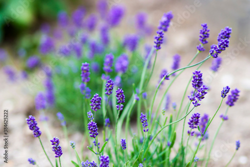 Fototapeta Naklejka Na Ścianę i Meble -  lavender flowers in a garden