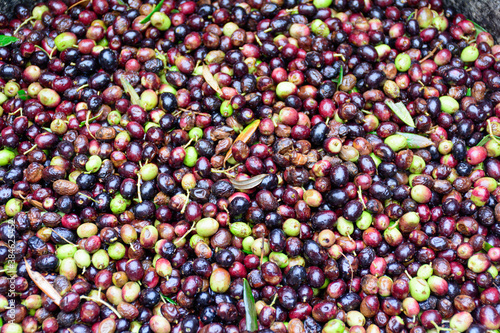 Distesa di olive appena raccolte (Liguria, Italia) photo