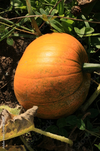 pumpkin in the garden