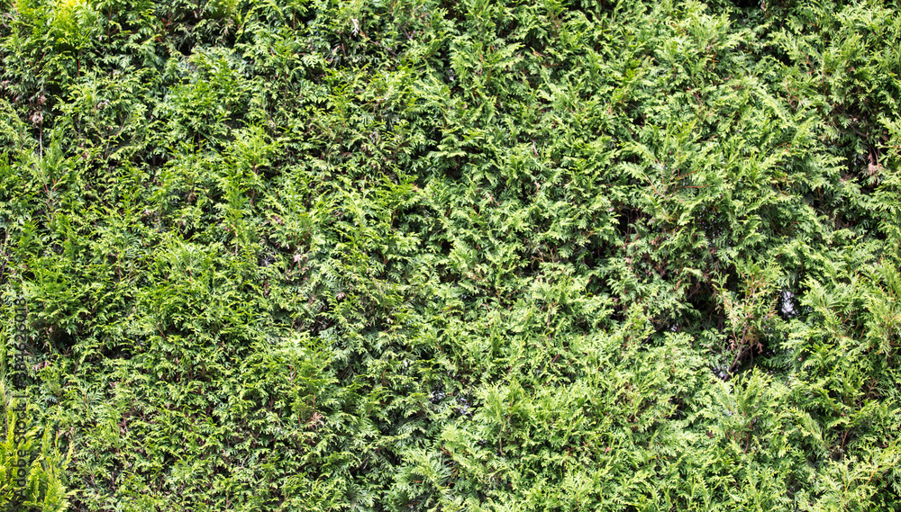 cypress background green texture, place for text cypress background green texture, place for text