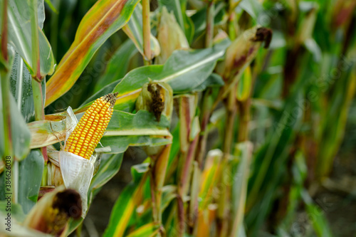 Golden corn is broad to harvest. Autumn, vegan food. © Tsend-Ayush