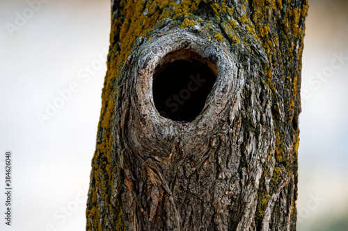 Photography Close-up of black bottomless hollow in an autumn tree