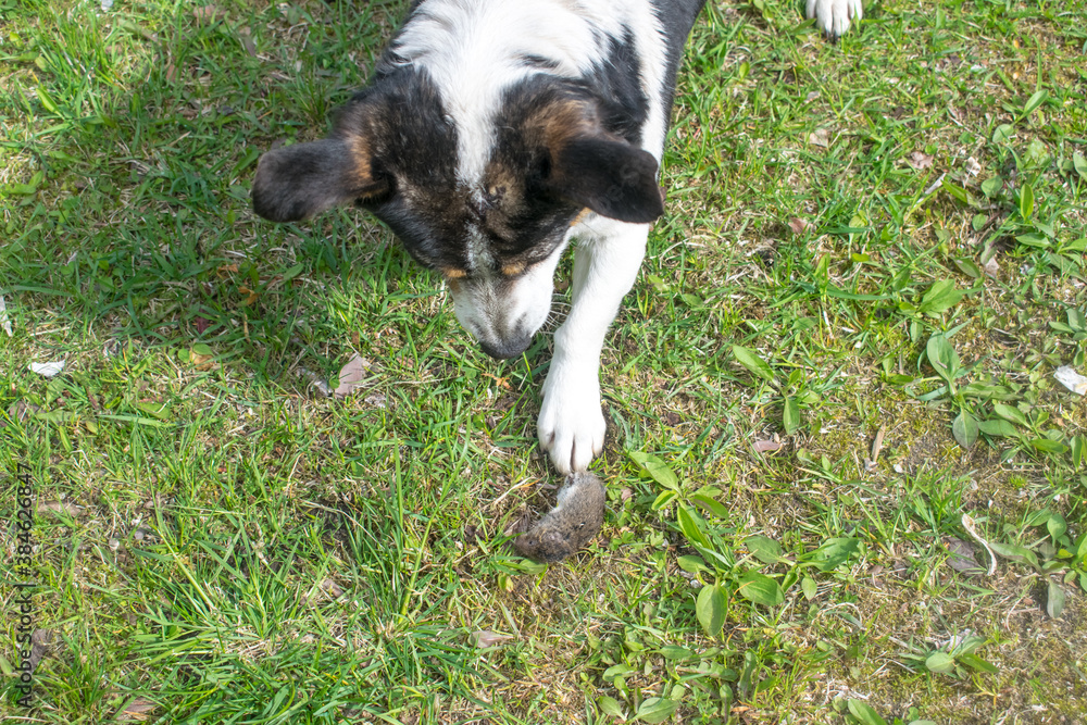 Fototapeta premium dog playing with a field mouse, top view