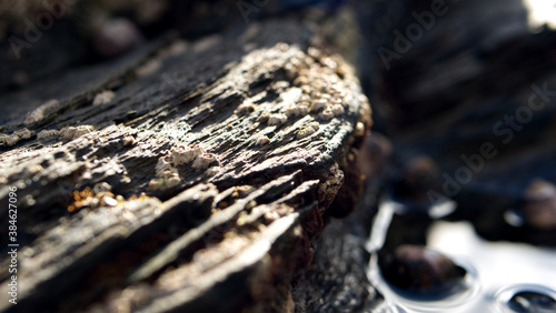 Close-up in and around beach rock pools with shells and barnacles in sunlight