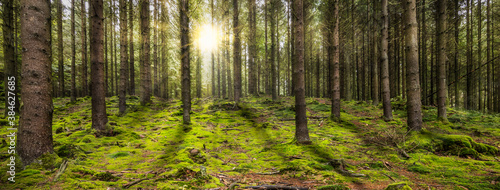 Beautiful panoramic forest with the morning sun shining through the trees.