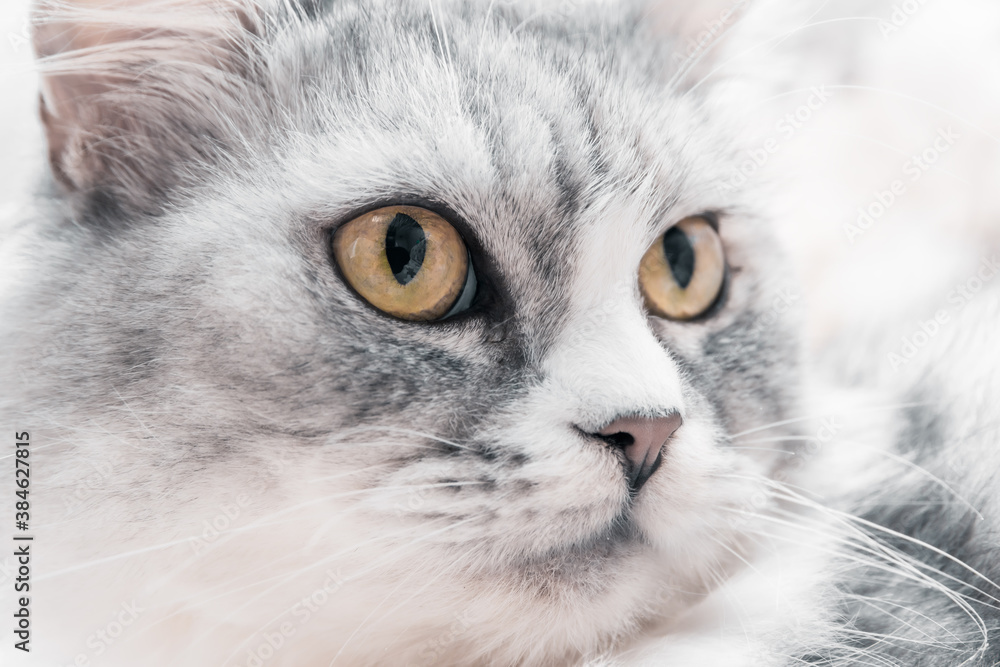 Portrait of a shaggy fluffy white and gray cat Portrait of a shaggy fluffy white and gray cat