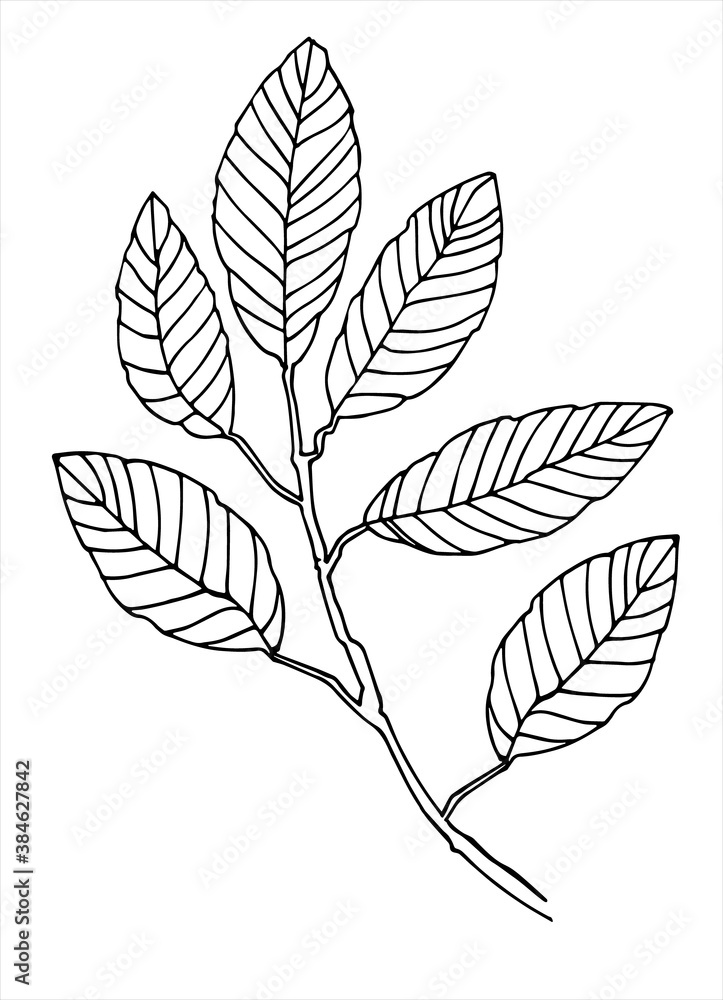 Elm tree branch line art. Realistic hand drawn vector illustration of elm. Isolated on white Elm tree branch line art. Realistic hand drawn vector illustration of elm. Isolated on white