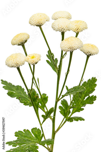 Cream  flowers of ofchrysanthemum,  isolated on white background