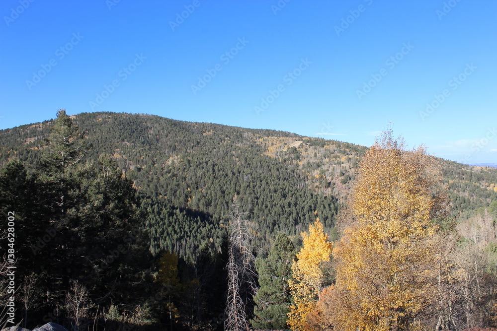 Aspen and Pine Forest 14