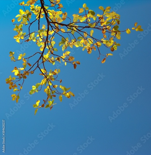 autumn yellow leaves against sky