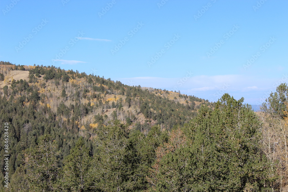 Aspen and Pine Forest 01