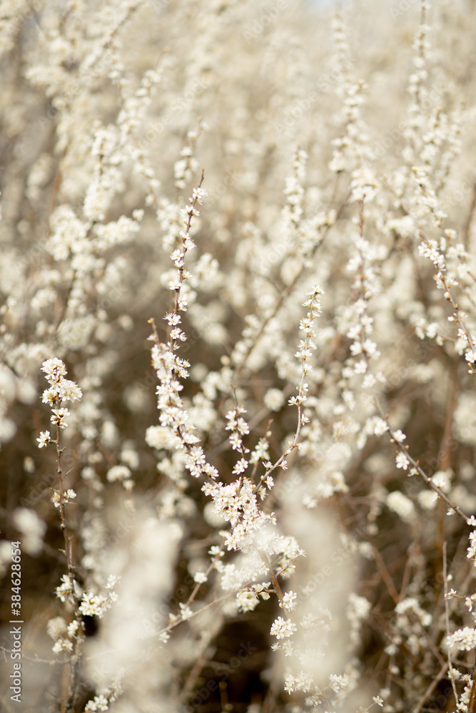 Naklejka premium Fielding white flowers blooming in a field. Background flowering, selective focus