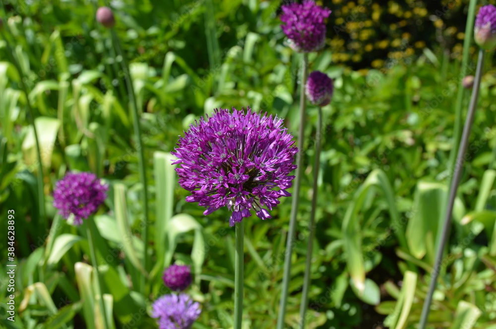 Obraz premium Allium giganteum