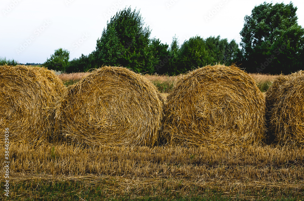 Stacked bales of straw in the field await transport to the farm Stacked bales of straw in the field await transport to the farm