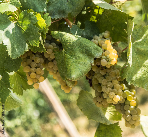 Fotografie greco di tufo, italy, tufo, uva, vesuvio, vesuvius, blue, bunches, colline, coun