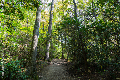 footpath in the forest