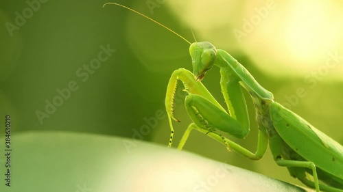 Green insect moves its legs, twists its head and chews. Mantis insect sits on a leaf (Close-up)