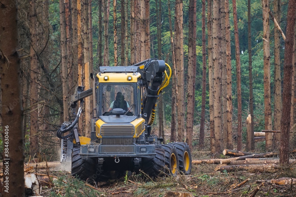 Holzvollernter beim Fällen von Bäumen in einem vom Borkenkäfer betroffenen Nadelwald Stock Photo