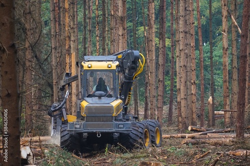 Holzvollernter beim Fällen von Bäumen in einem vom Borkenkäfer betroffenen Nadelwald photo