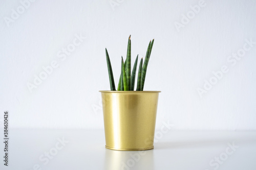 Sanseveria cylindrica. young decorative snakeplant houseplant in a golden shiny pot on white background photo