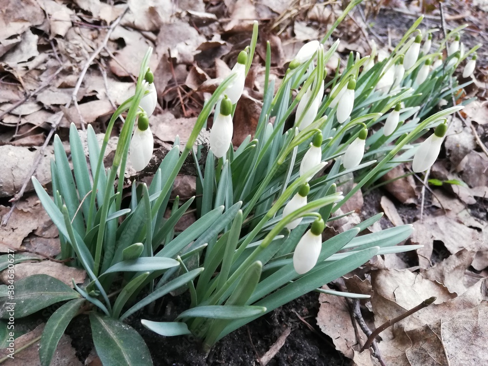 Obraz premium spring snowdrops in the snow