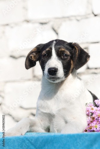 mongrel puppy on the background of a white brick wall © Happy monkey