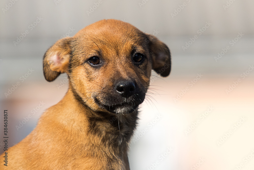 portrait of a small mongrel puppy looking portrait of a small mongrel puppy looking