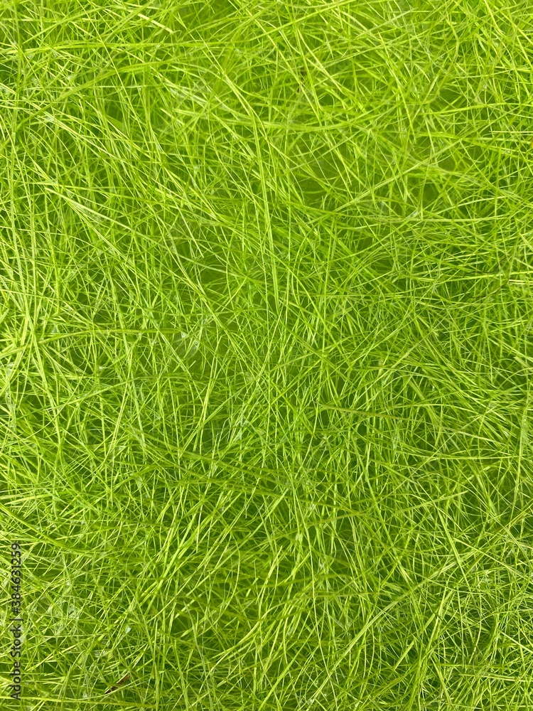 green grass background green grass background