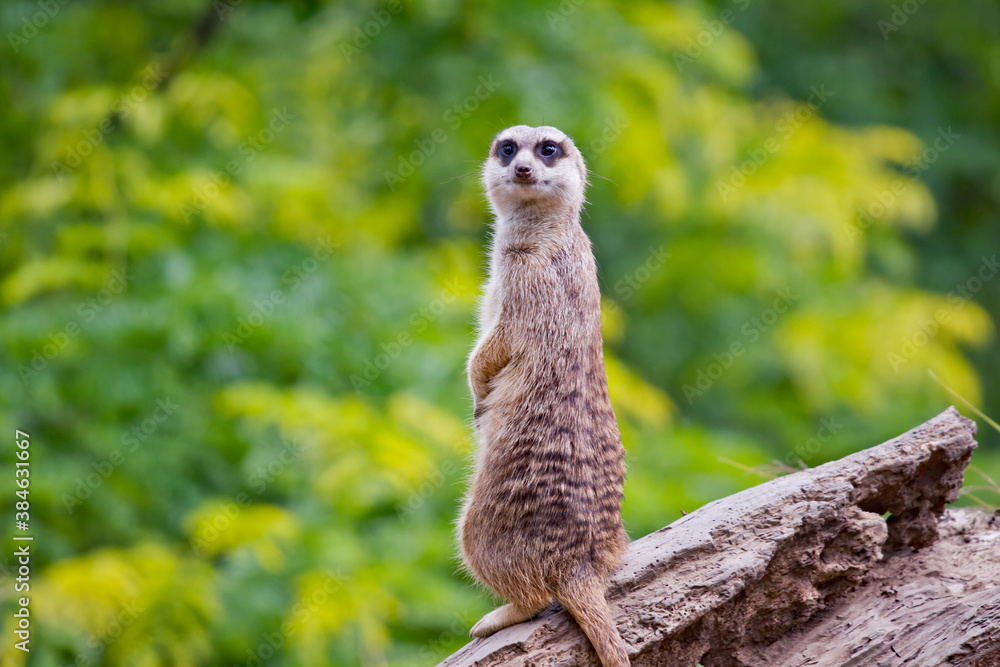 Fototapeta premium A lone meerkat standing on its hind legs protecting the rest of the pack by looking out for predators